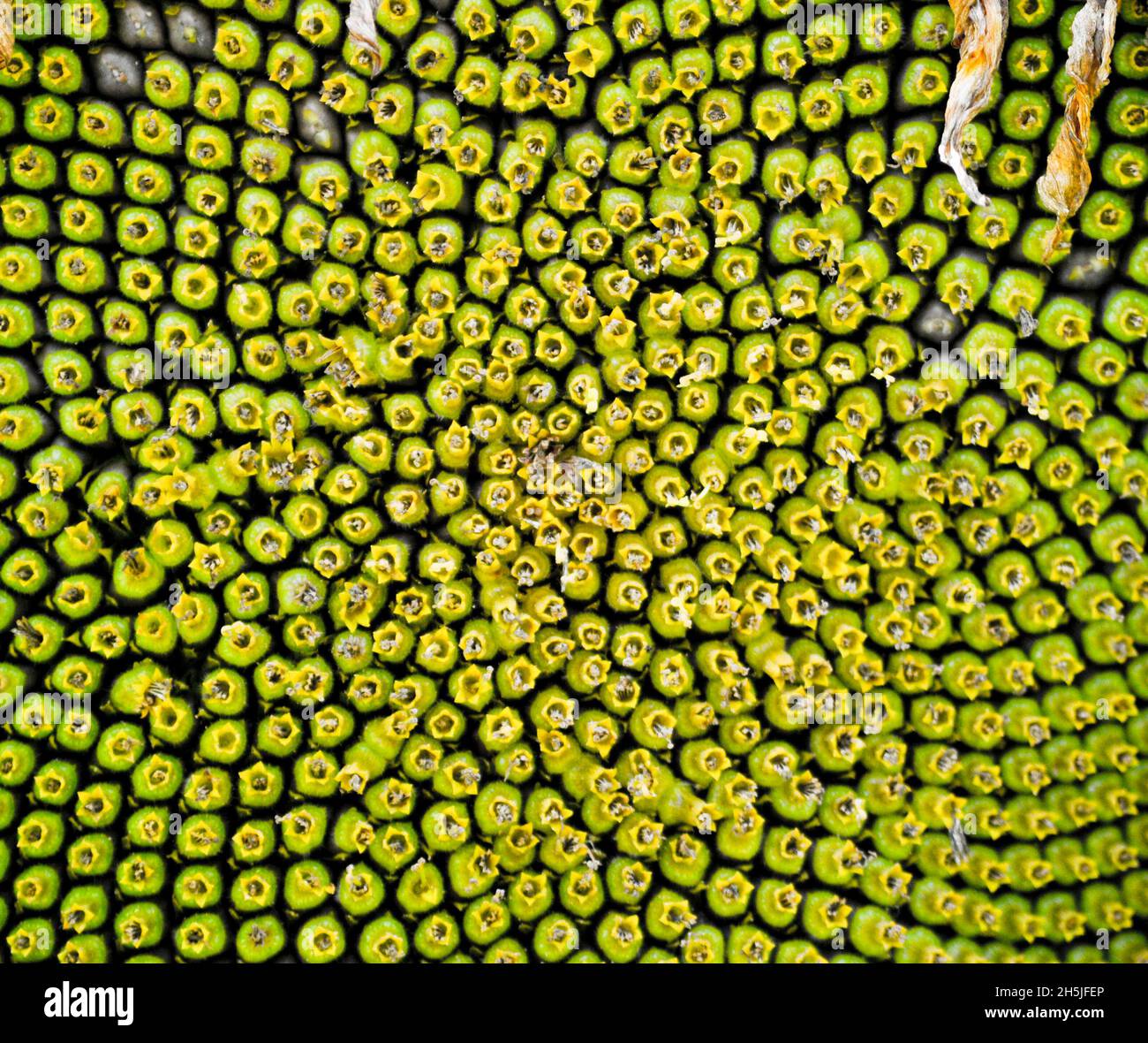 Semi che iniziano a formarsi al centro di una testa di girasole creando sbalorditivi modelli naturali Foto Stock