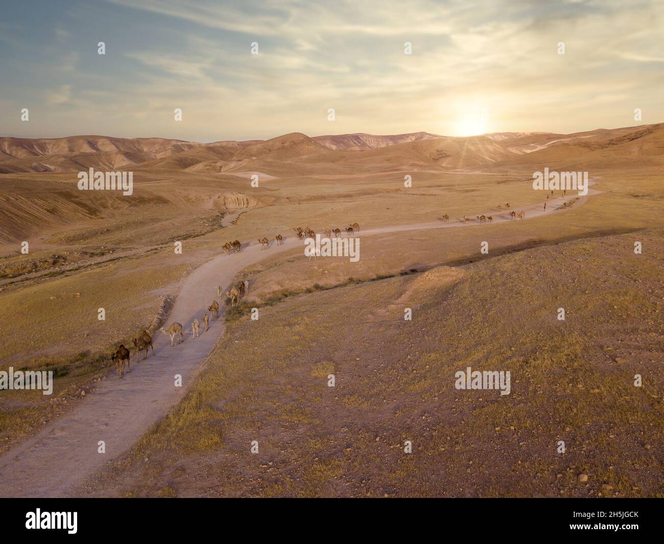 Cammello grande sentito nel deserto. Foto Stock