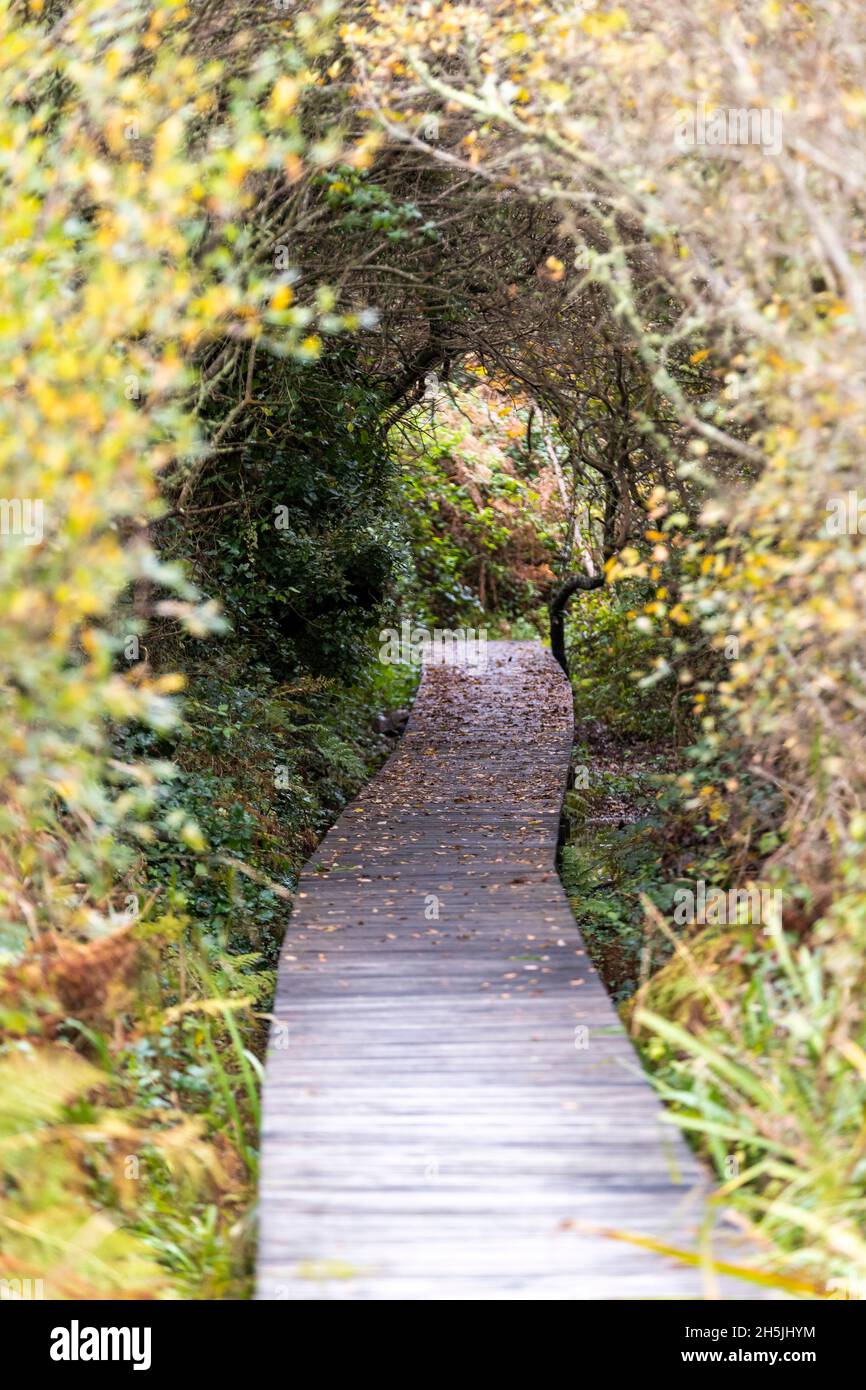 Una passeggiata nella riserva naturale a Marazion Marsh, Cornovaglia. REGNO UNITO. Foto Stock