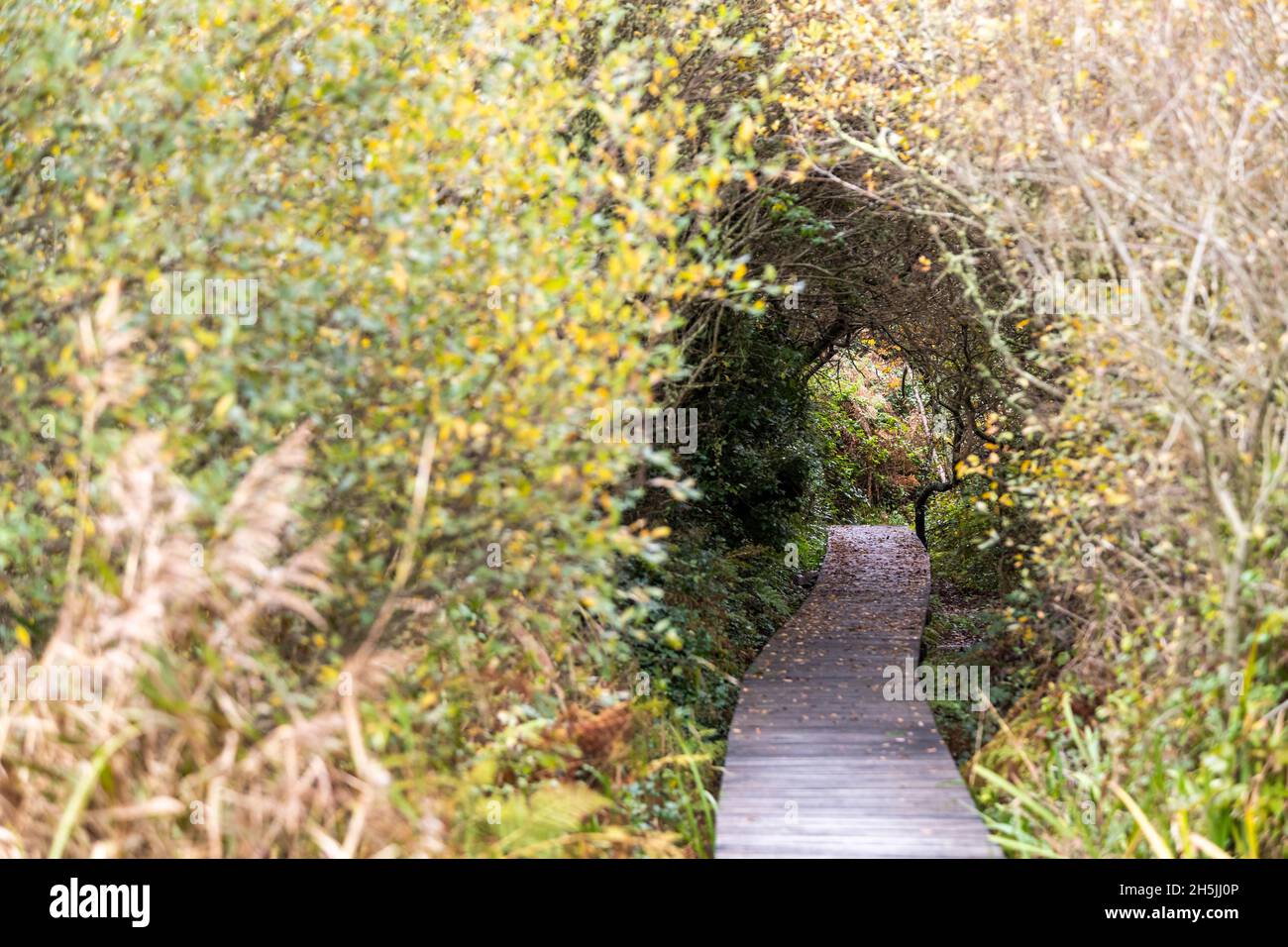 Una passeggiata nella riserva naturale a Marazion Marsh, Cornovaglia. REGNO UNITO. Foto Stock