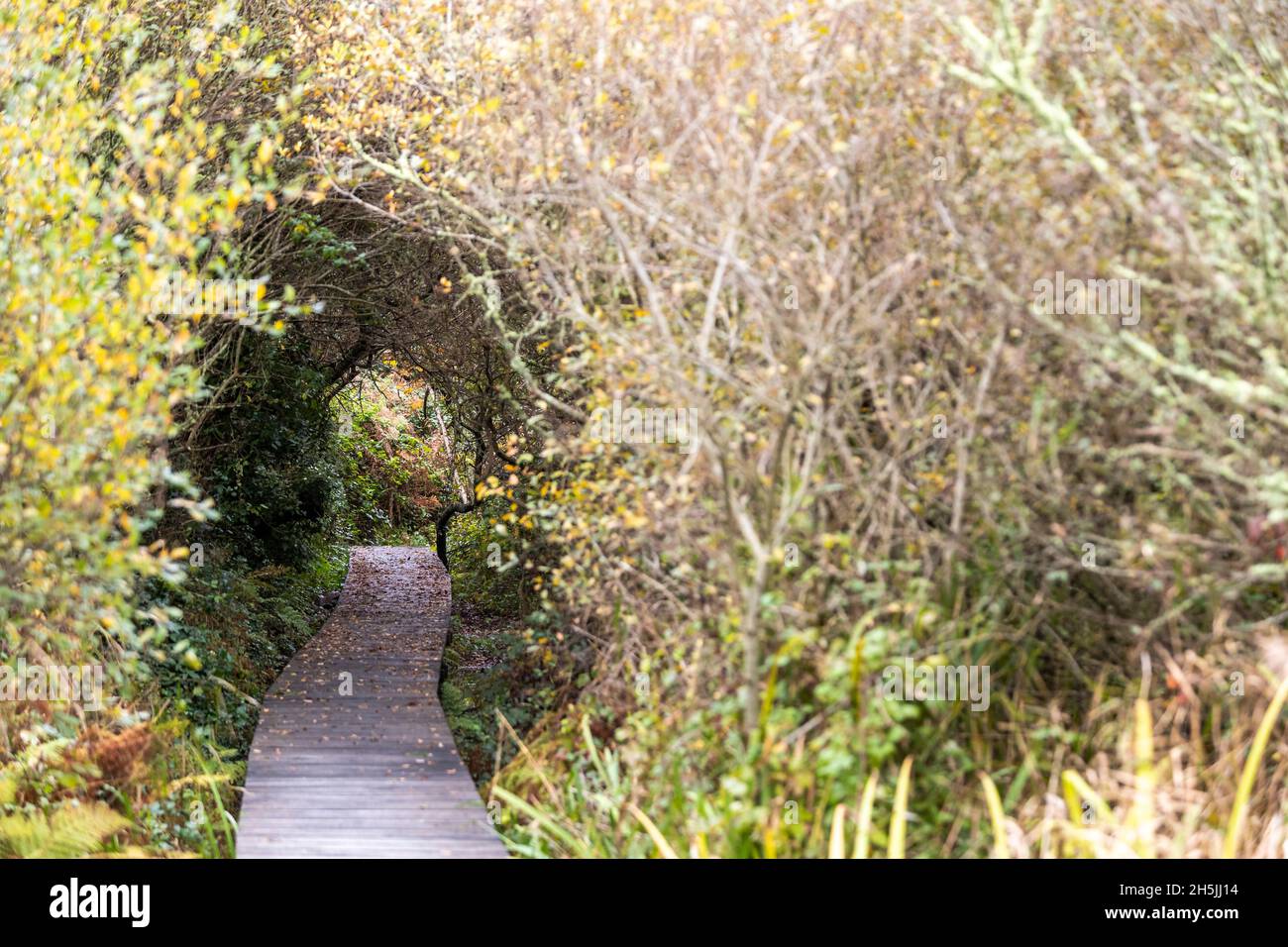 Una passeggiata nella riserva naturale a Marazion Marsh, Cornovaglia. REGNO UNITO. Foto Stock