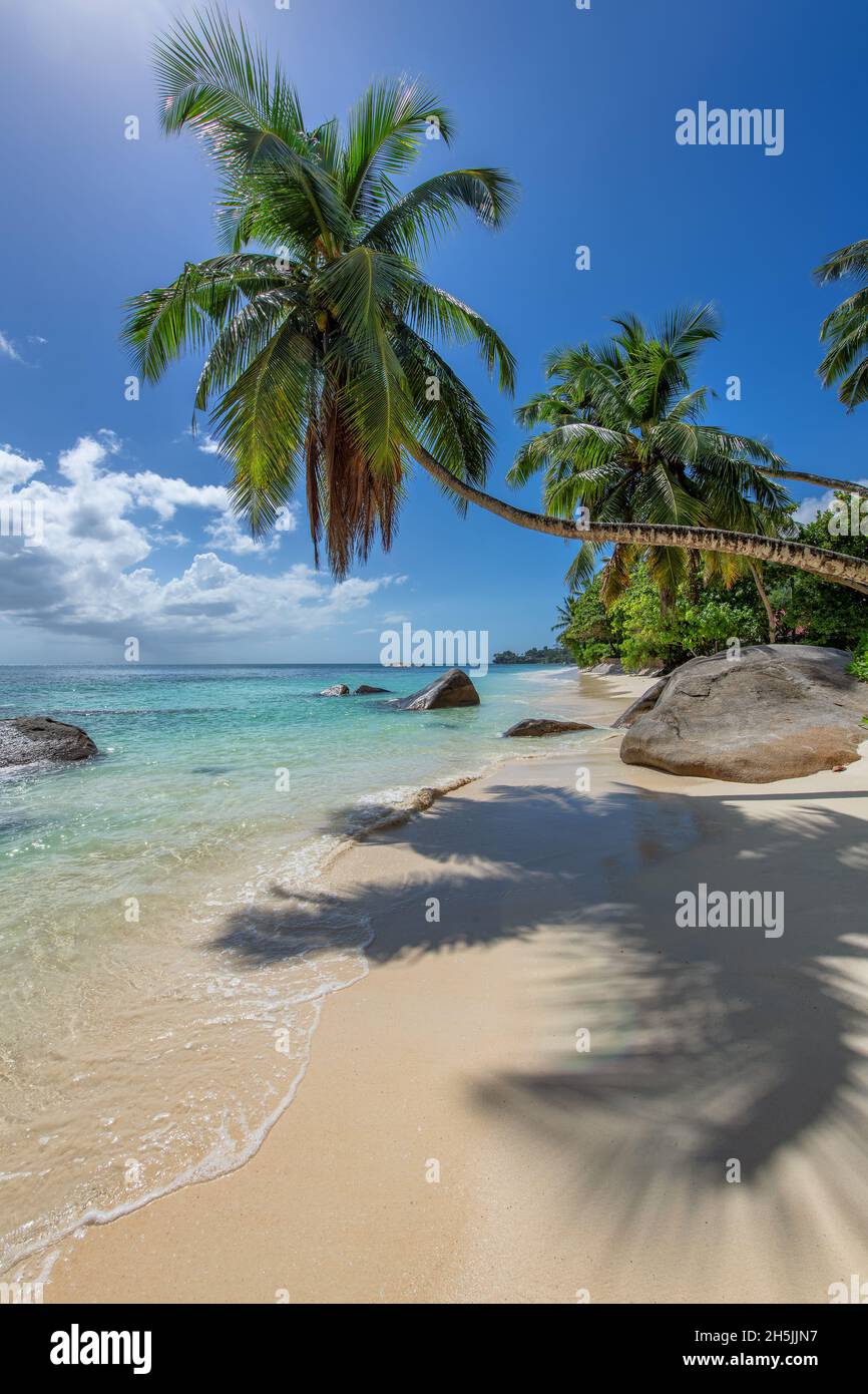 Spiaggia soleggiata e sabbiosa con palme da cocco e mare tropicale. Foto Stock