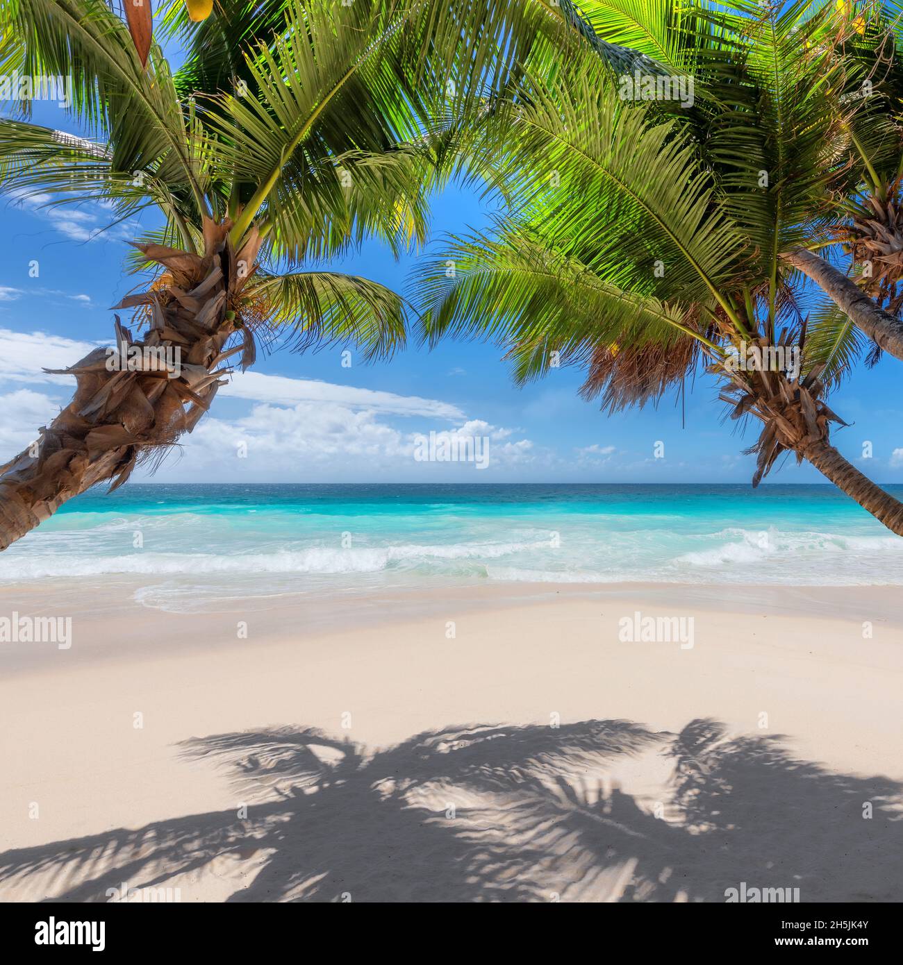 Spiaggia tropicale di sabbia bianca con palme da cocco e il mare turchese sull'isola dei Caraibi. Foto Stock