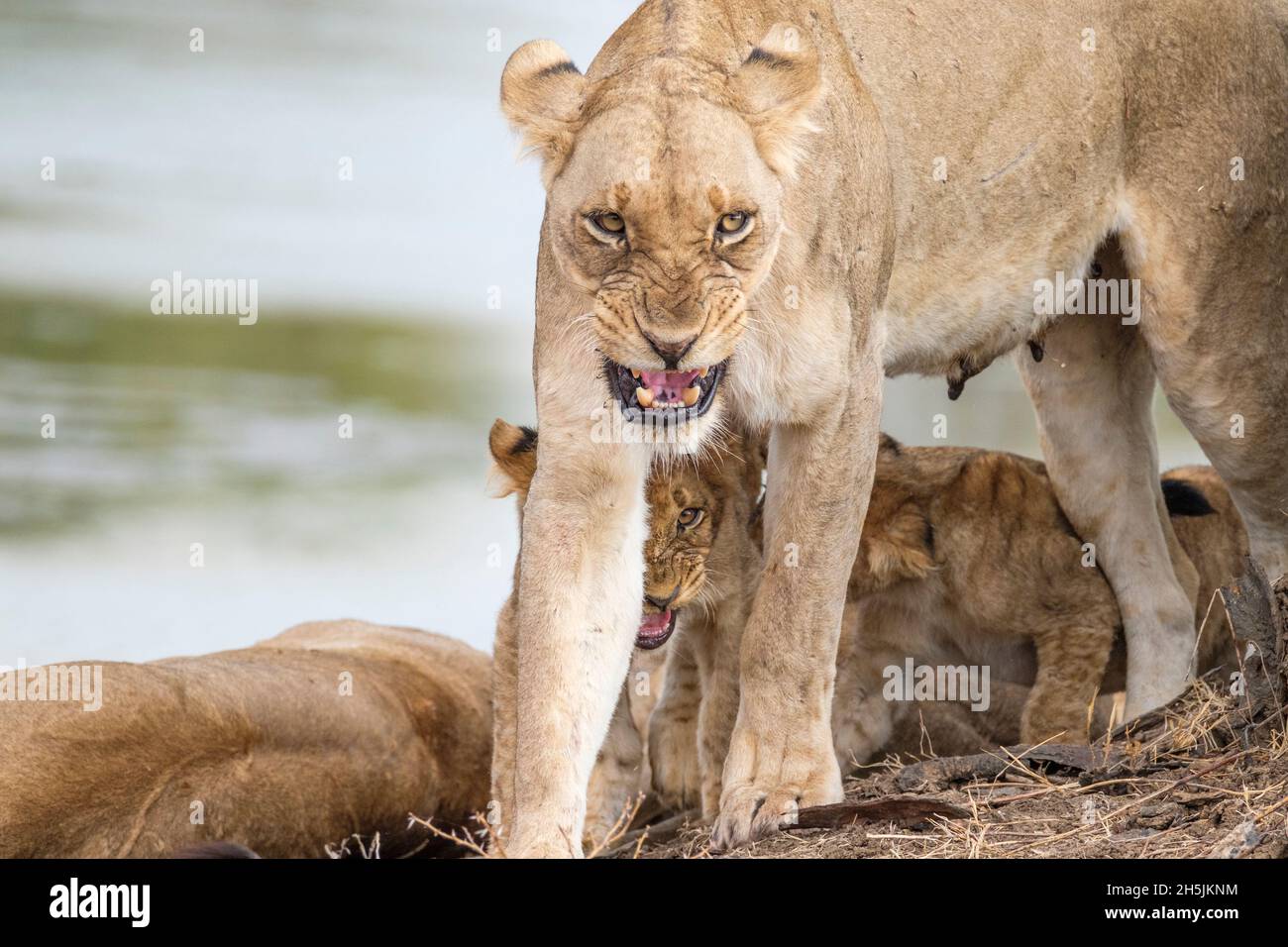 Vista frontale Lioness Snarling, aspetto scontroso (Panthera leo). Leone femminile arrabbiato, vista frontale. Parco nazionale di South Luangwa, Zambia Foto Stock