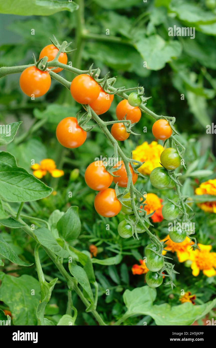 Pomodori Sungold. Solanum lycopersicum Sungold F1 pomodori ciliegini coltivati sulla vite in serra con piantagione di compagno marigold.. REGNO UNITO Foto Stock