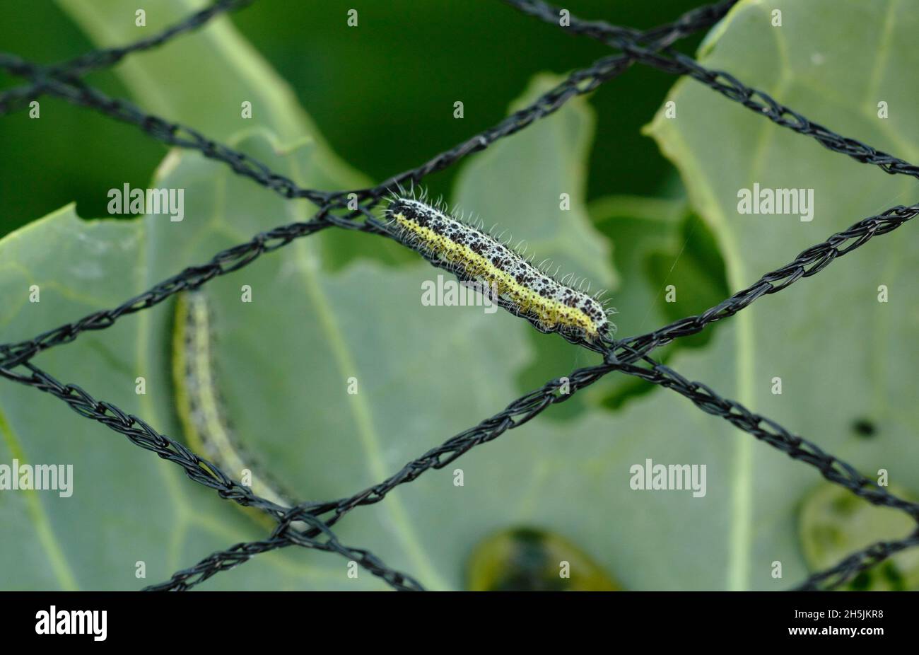 Pieris brassicae larva. Vorace grande farfalla bianca larva alimentazione su piante di cavolo dopo l'uso errato di rete protettiva. REGNO UNITO Foto Stock