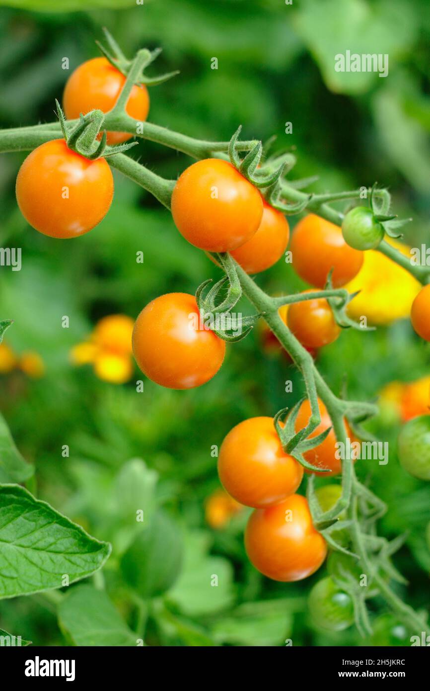 Pomodori Sungold. Solanum lycopersicum Sungold F1 pomodori ciliegini che crescono sulla vite in serra. REGNO UNITO Foto Stock