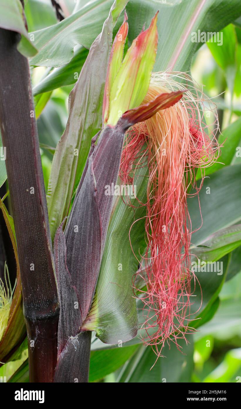 Dolcificante 'Fiesta' di mais ornamentale - piante in una patch inglese. Zea Mays. Foto Stock