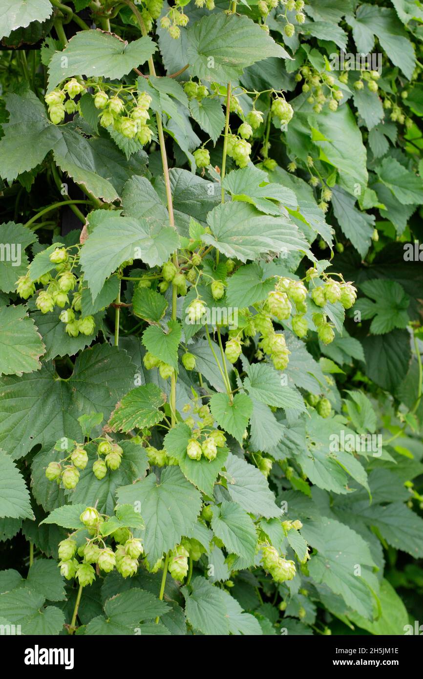 Humulus lupulus ‘Tassels d’oro’ luppolo fiori che crescono sulla vite. REGNO UNITO Foto Stock