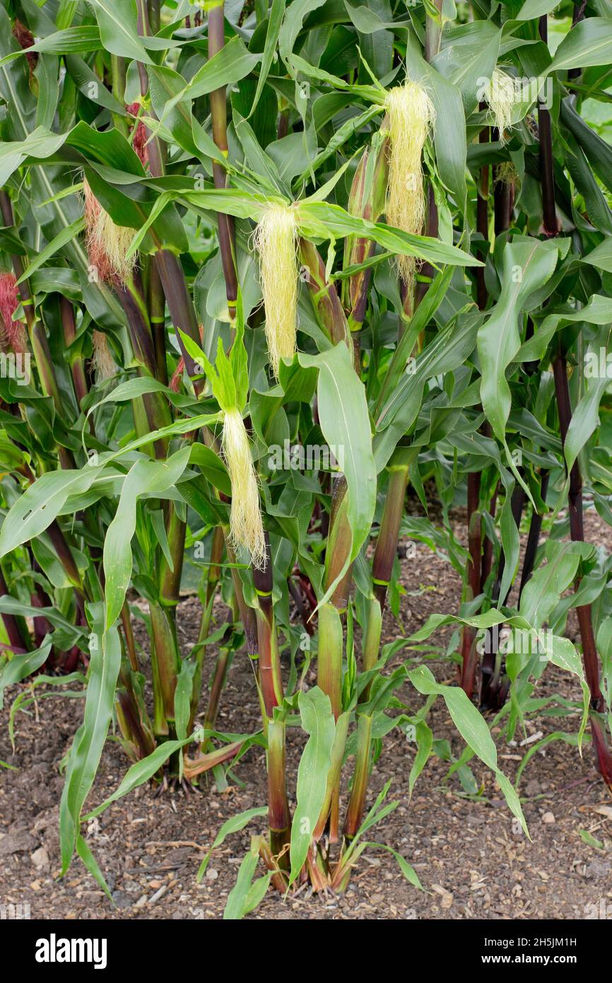 Dolcificante 'Fiesta' di mais ornamentale - piante in una patch inglese. Zea Mays. Foto Stock