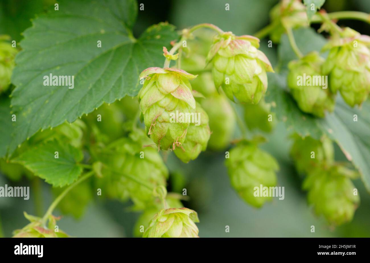 Humulus lupulus ‘Tassels d’oro’ luppolo fiori che crescono sulla vite. REGNO UNITO Foto Stock