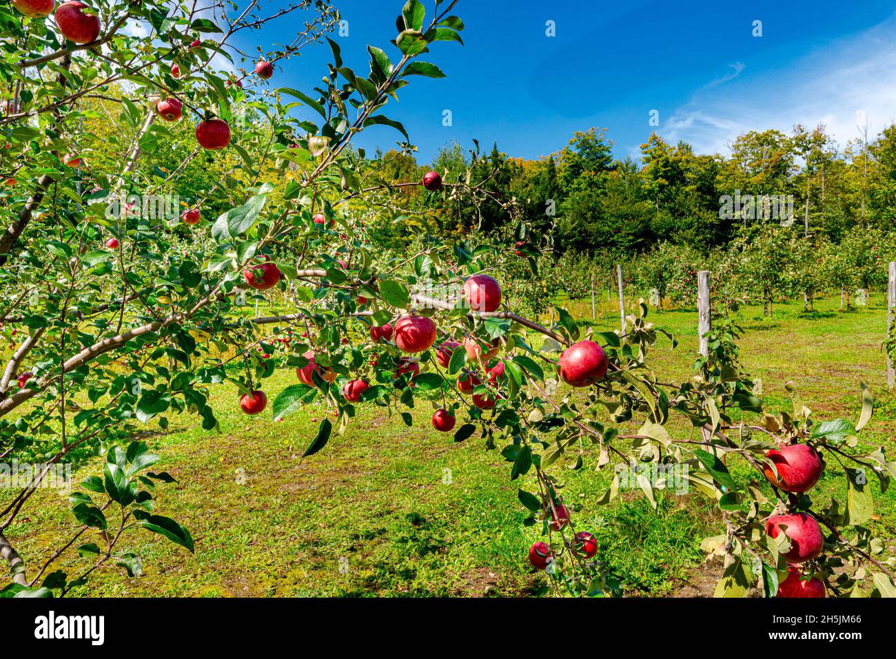 Raccolto denso di mele rosse in un grande frutteto-2 Foto Stock