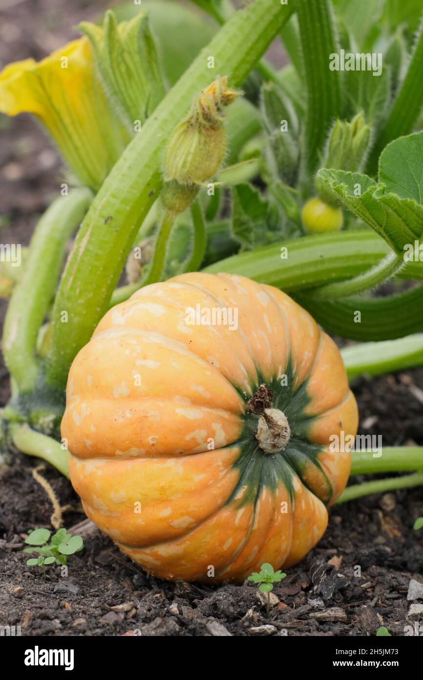 Squash invernale. Cucurbita maxima. Squash invernale "Golden Nugget" che raggiunge la maturazione su un terreno veg britannico Foto Stock