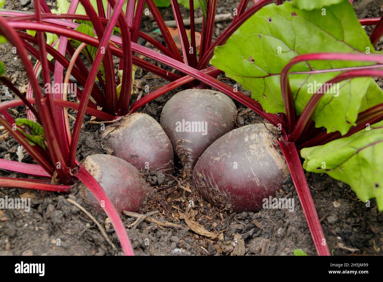 Barbabietola. Beta vulgaris 'Bettollo' F1 barbabietole pronte per la raccolta. REGNO UNITO Foto Stock