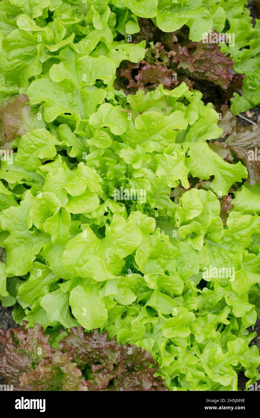 Lattuga sativa lattuga 'Salad Bowl' rosso e verde mescolato - tagliare e tornare a foglia libera lattuga pronto per la raccolta. REGNO UNITO Foto Stock
