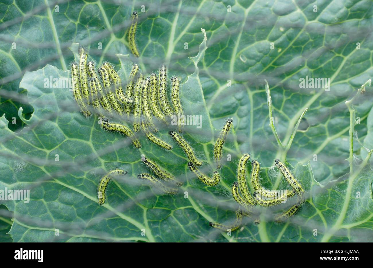 Pieris brassicae larva. Vorace grande farfalla bianca larva alimentazione su piante di cavolo dopo l'uso errato di rete protettiva. REGNO UNITO Foto Stock