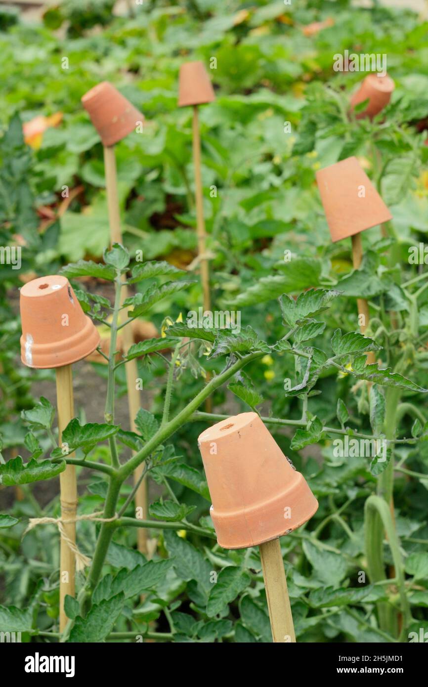 Toppers di canna. Vasi di argilla su piante di pomodoro sostenere canne per aiutare a prevenire lesioni da cime affilate di bambù canne. REGNO UNITO Foto Stock