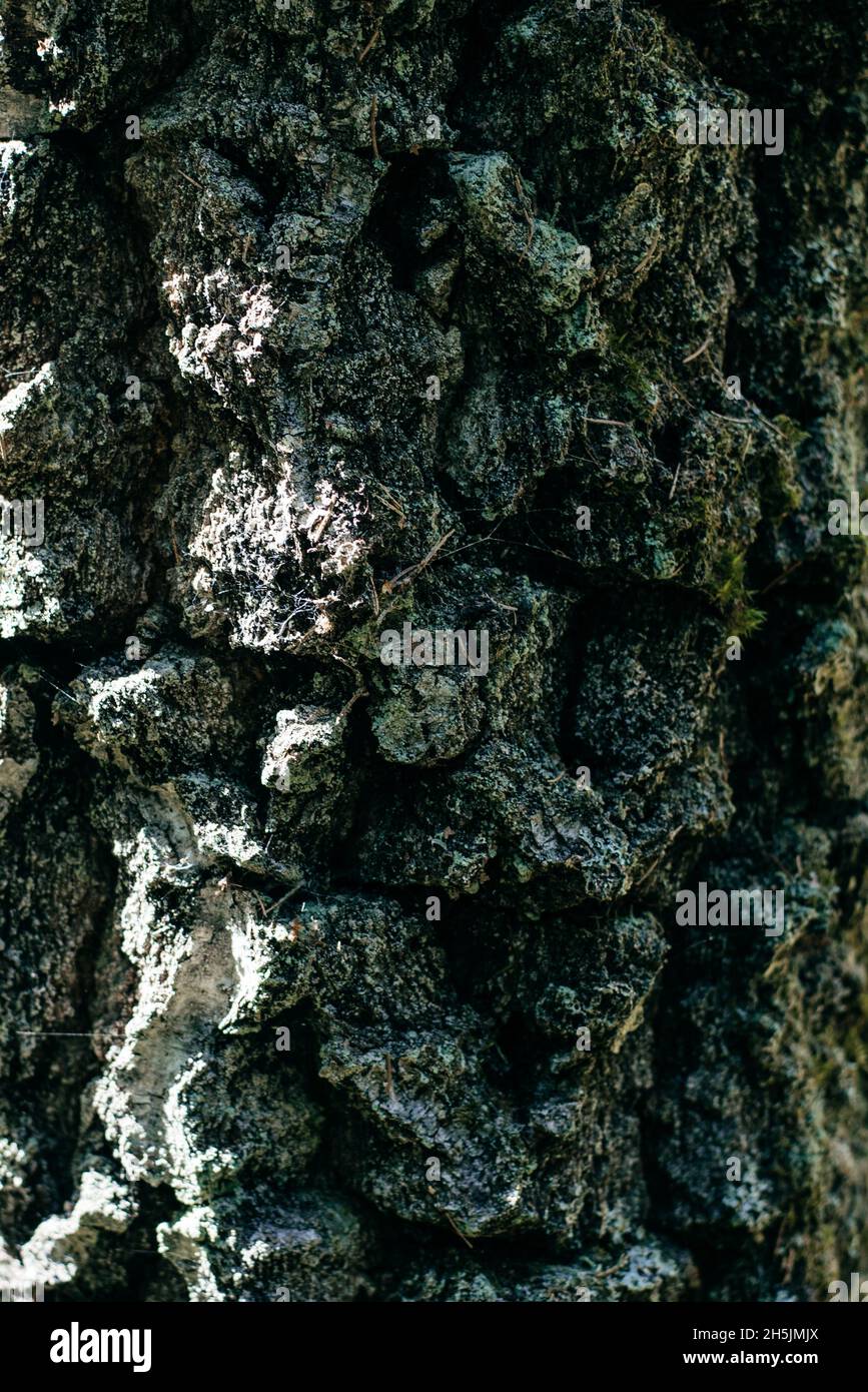 corteccia di pino asciutto vicino su. La struttura degli alberi antichi Foto Stock