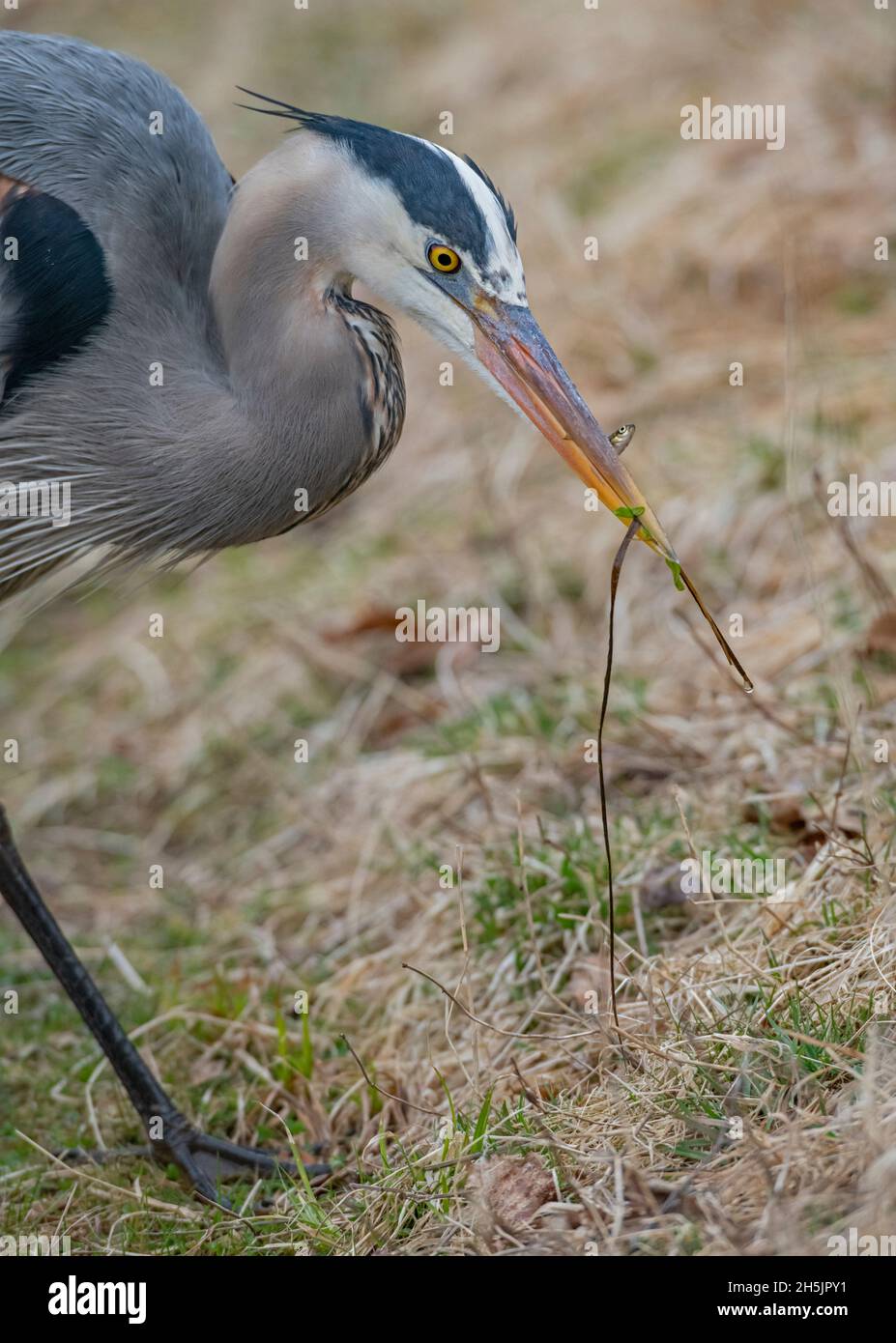 Grande Erone Blu maturo (Ardea herodias) con pesce catturato. Inizio primavera nel Parco Nazionale di Acadia, Maine, USA. Foto Stock