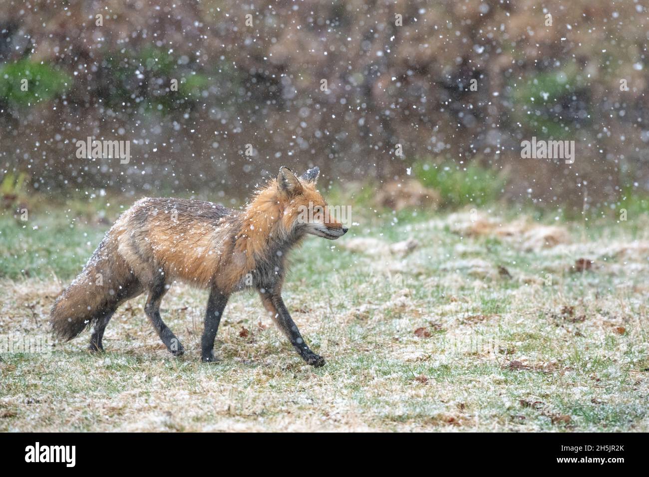 Red Fox (Vulpes vulpes vulpes). Parco Nazionale di Acadia, Maine, Stati Uniti d'America. Foto Stock