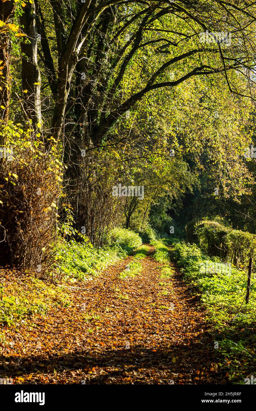 Germania, Haan, Bergisches Land, Niederbergisches Land, Niederberg, Renania, Renania Settentrionale-Vestfalia, NRW, bosco autunnale vicino al Mahnertmuehle, alberi con foglie di caduta, foglie d'autunno su un sentiero forestale Foto Stock
