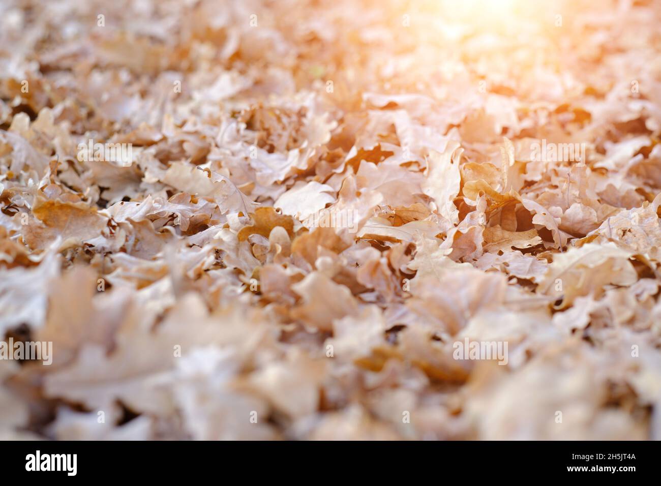 Caduta foglie di quercia autunno, in una giornata calda, luce del sole brillante Foto Stock