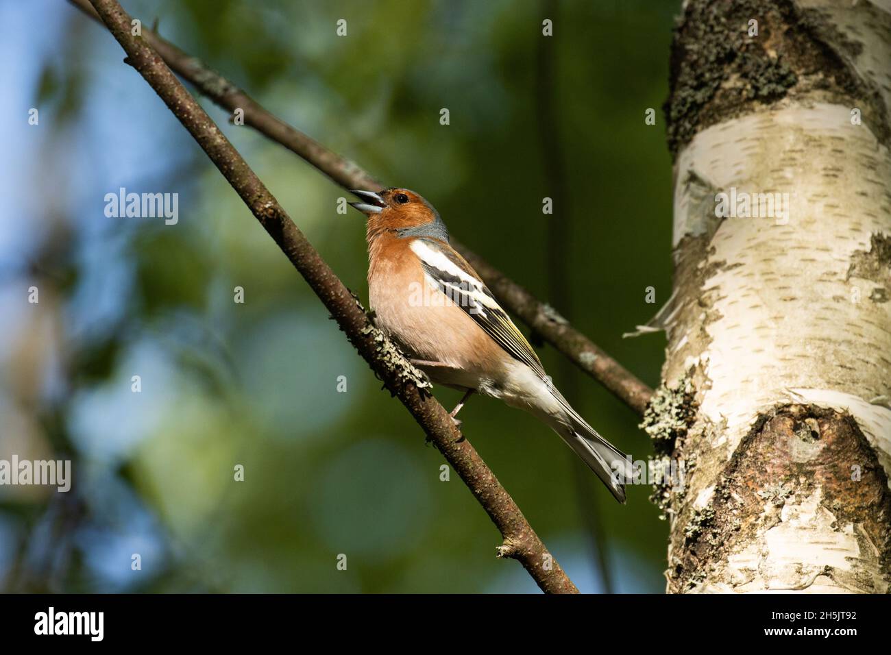 Adulto maschio Chaffinch comune, Fringilla coelebs arroccato e cantare durante la sera di primavera nella foresta boreale estone. Foto Stock
