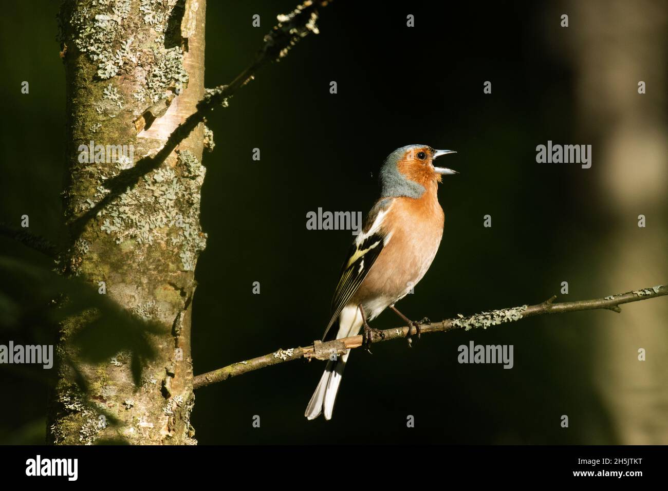 Adulto maschio Chaffinch comune, Fringilla coelebs arroccato e cantare durante la sera di primavera nella foresta boreale estone. Foto Stock