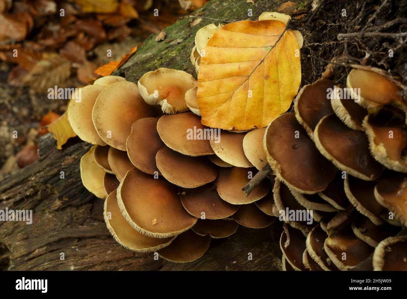Funghi con foglia d'autunno. Foto Stock