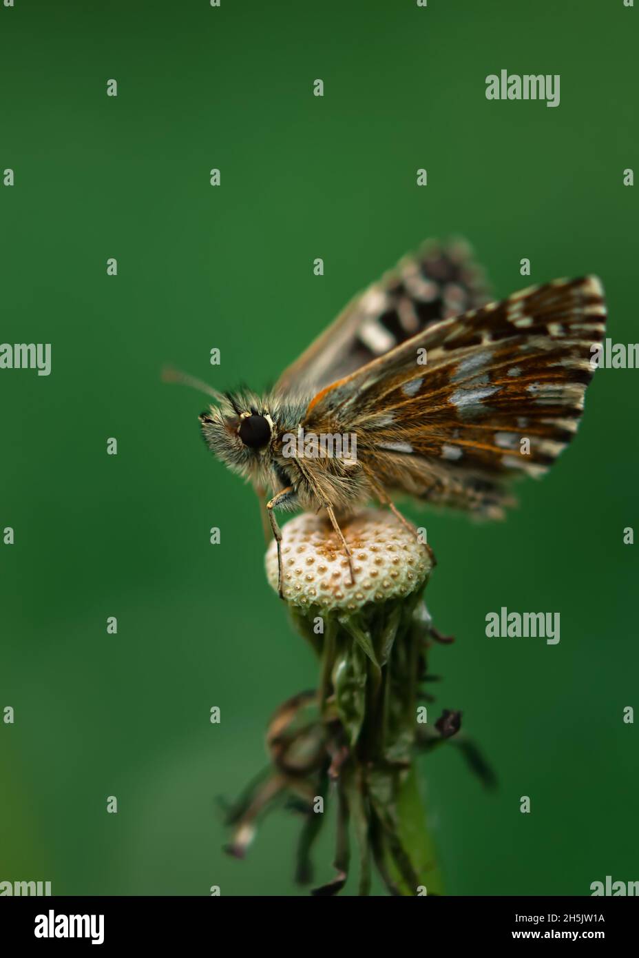 Primo piano della farfalla Pyrgus malvae. Il mallow a testa spessa è una piccola farfalla marrone su uno sfondo verde sfocato di erba. Macrofotografia Foto Stock