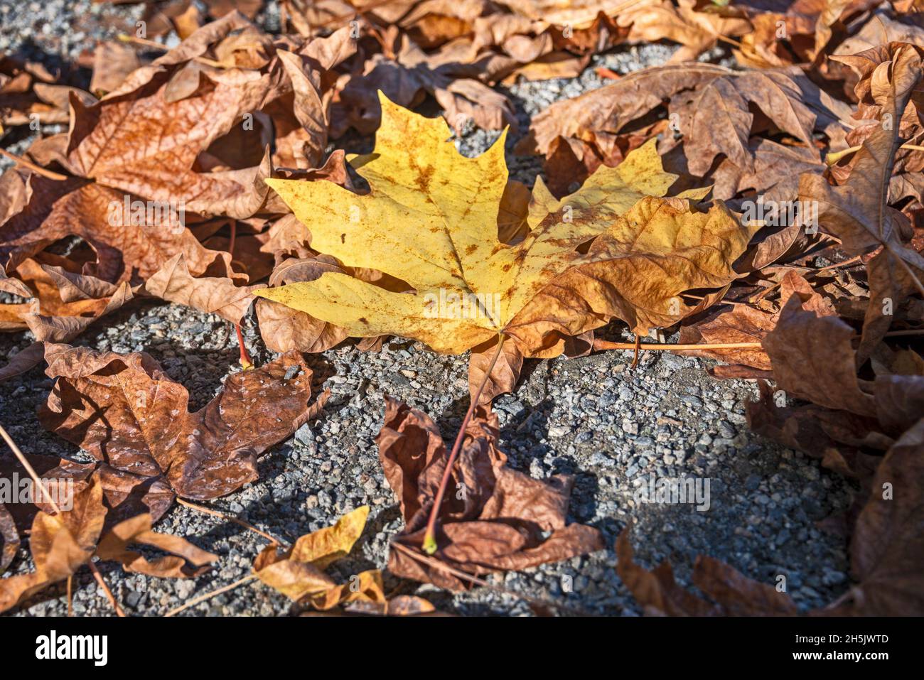 Foglie gialle di amont vecchio bug foglie illuminate con il sole nella stagione autunnale Foto Stock
