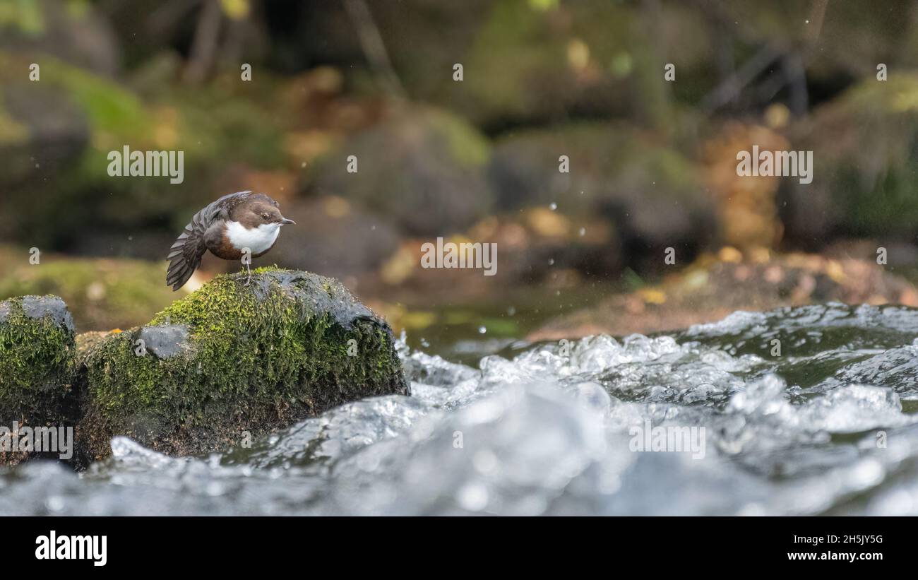 Il dipper a gola bianca (Cincluss cinclus) si estende mentre arroccato su una roccia nel fiume Spey, Cairngorms, Scozia Foto Stock