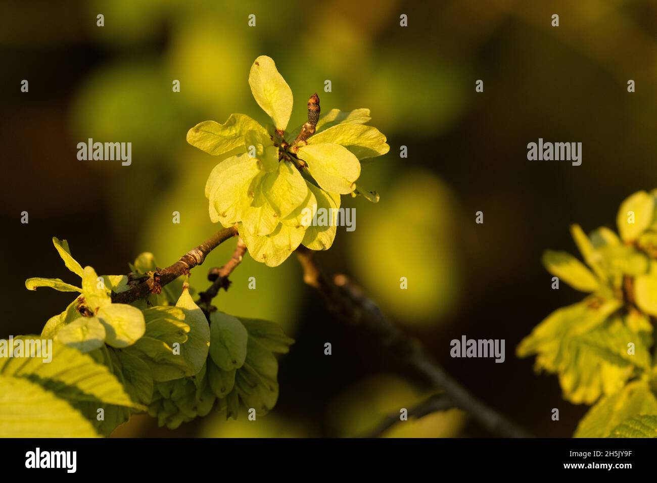 Semi di un olmo del Wych, Ulmus glabra durante un tramonto nella foresta boreale estone. Foto Stock
