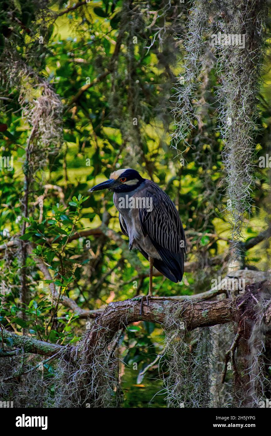 Black Crowned Night Heron: New Orleans, Louisiana Foto Stock