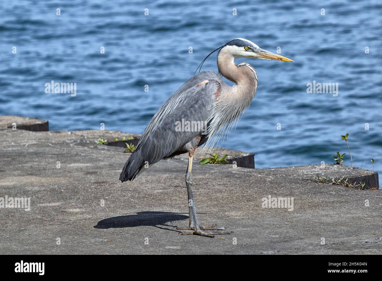 Great Blue Heron a Presque Isle: Erie, Pennsylvania Foto Stock