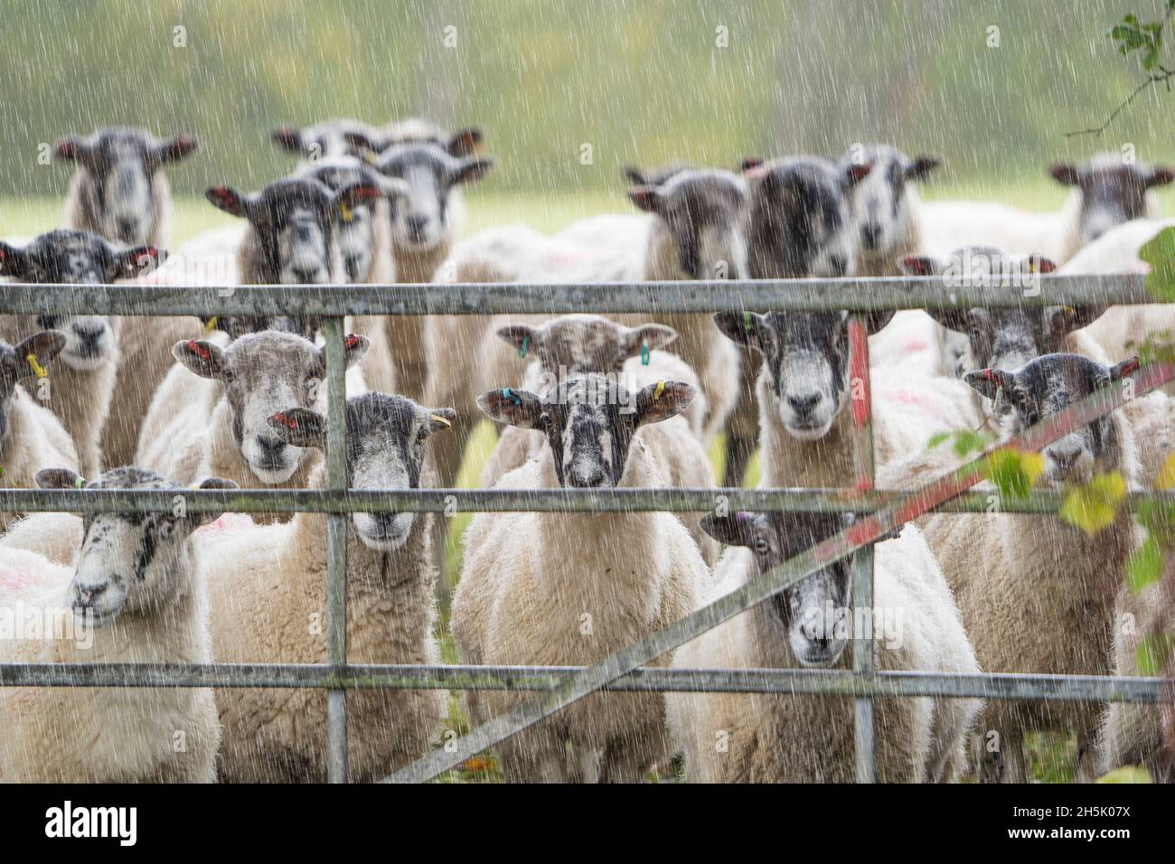 Gregge di pecore del Regno Unito bagnate in attesa sotto la pioggia battente guardando attraverso un cancello di campagna, fissando direttamente la macchina fotografica. Bestiame britannico all'aperto. Foto Stock
