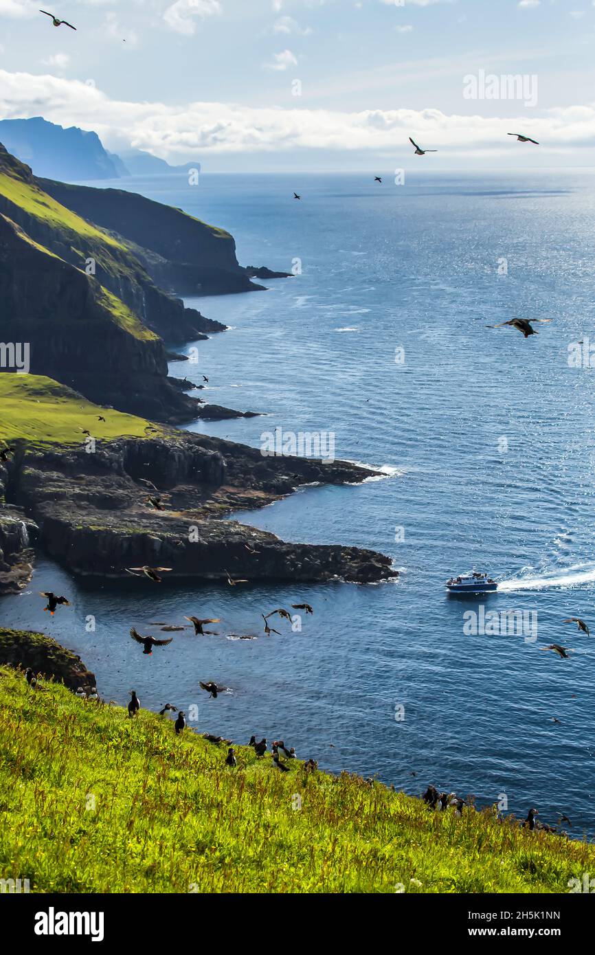 Traghetto, scogliere, Puffins Atlantico, , Mykines, Isole Faroe, Danimarca Foto Stock