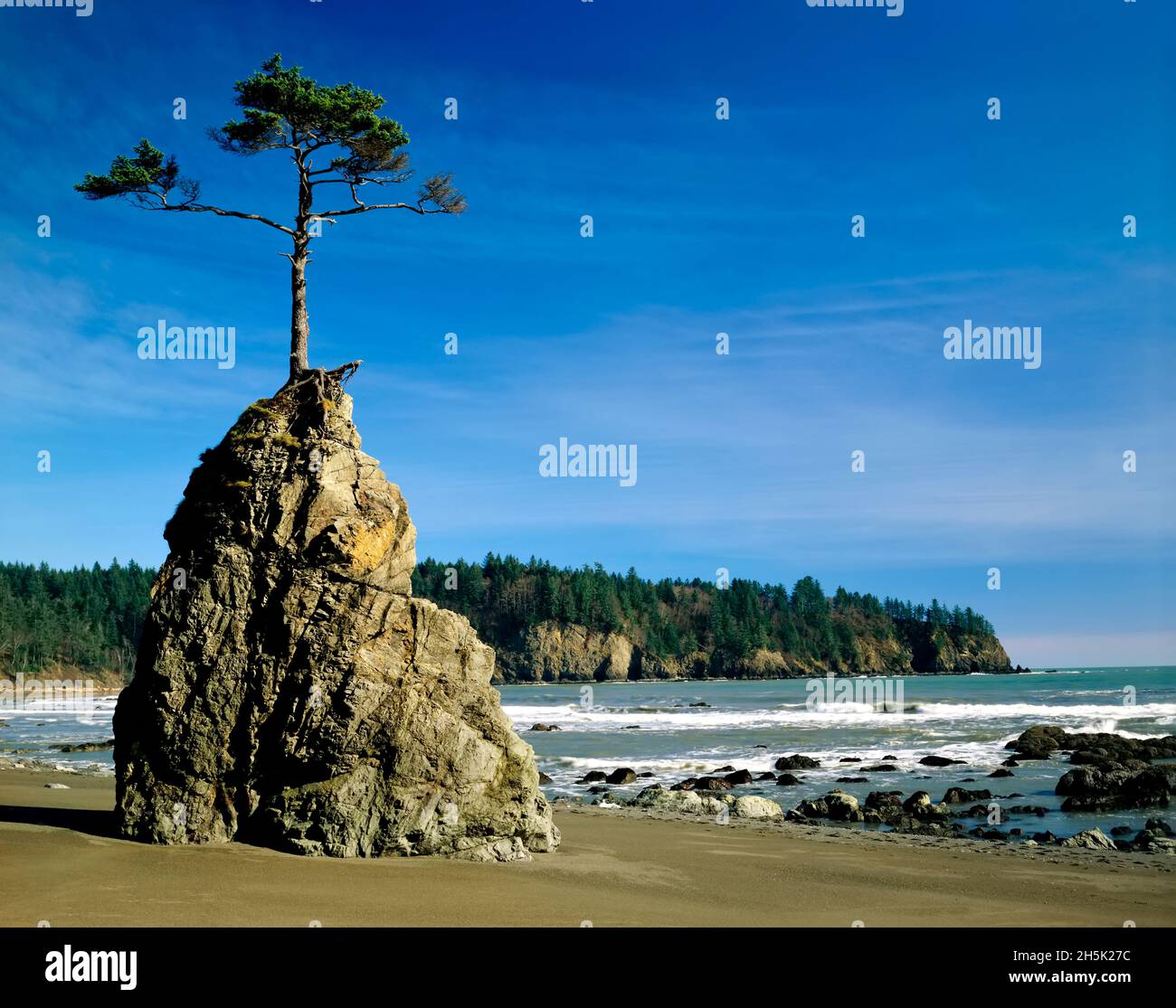 Albero che cresce da affioramento su una spiaggia nell'Olympic National Park lungo la costa di Washington; Washington, Stati Uniti d'America Foto Stock