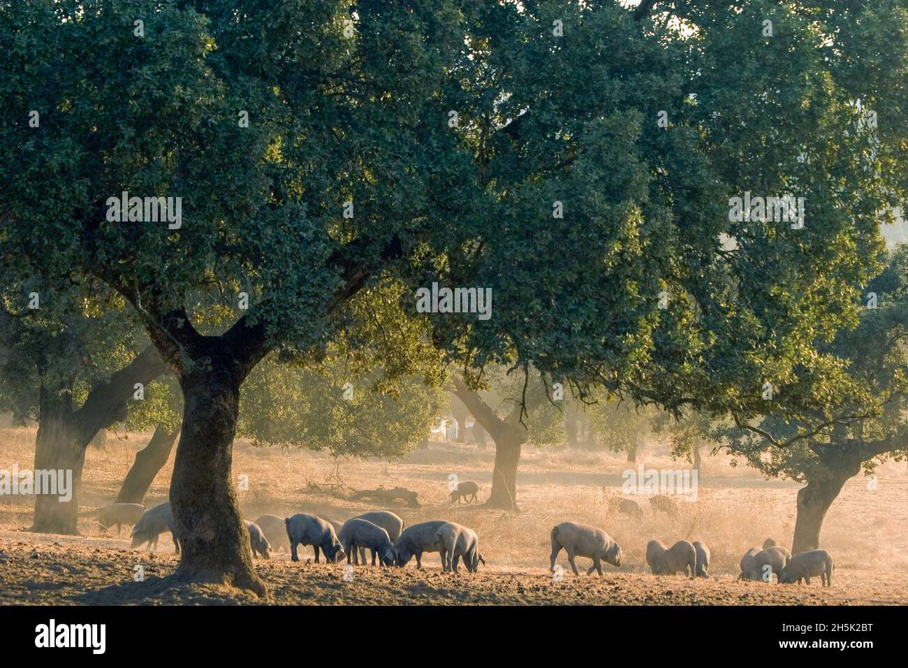 Suini da pascolo, Sierra Morena, Provincia di Huelva, Andalusia, Spagna. Questi maiali liberi, che si nutrono di ghiande, vengono utilizzati per produrre serrano di alta qualità Foto Stock