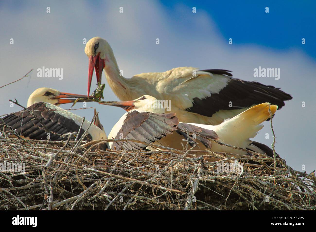 Störche a Kroatien Foto Stock