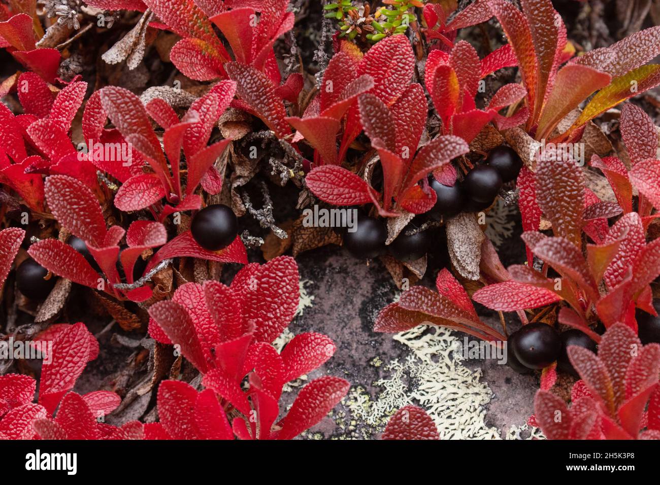 Bearberry rosso vivo, alpina artosa con frutti di bosco maturi durante il fogliame autunnale nella Lapponia finlandese, Nord Europa. Foto Stock
