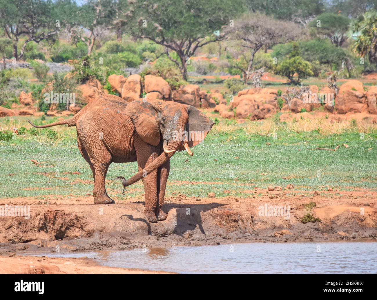 Big bull elefante (Loxodonta africana) spruzzando acqua fangosa su di sé in un varco. Tsavo East National Park, Kenya. Foto Stock