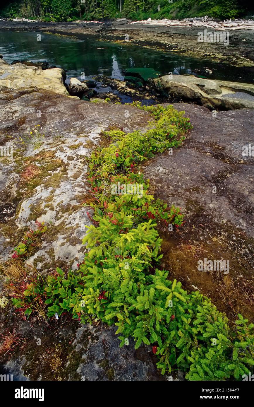 Fogliame e rocce in prossimità di acqua, botanici Spiaggia Parco Provinciale, British Columbia, Canada Foto Stock