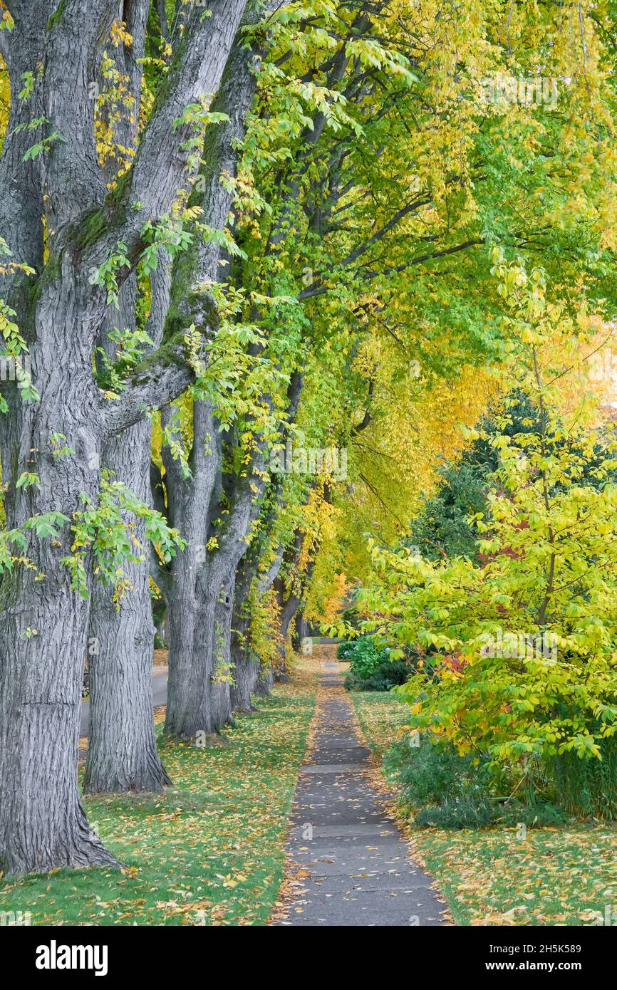 Olmi, 13 Avenue, West Point grigio, Vancouver, British Columbia, Canada Foto Stock