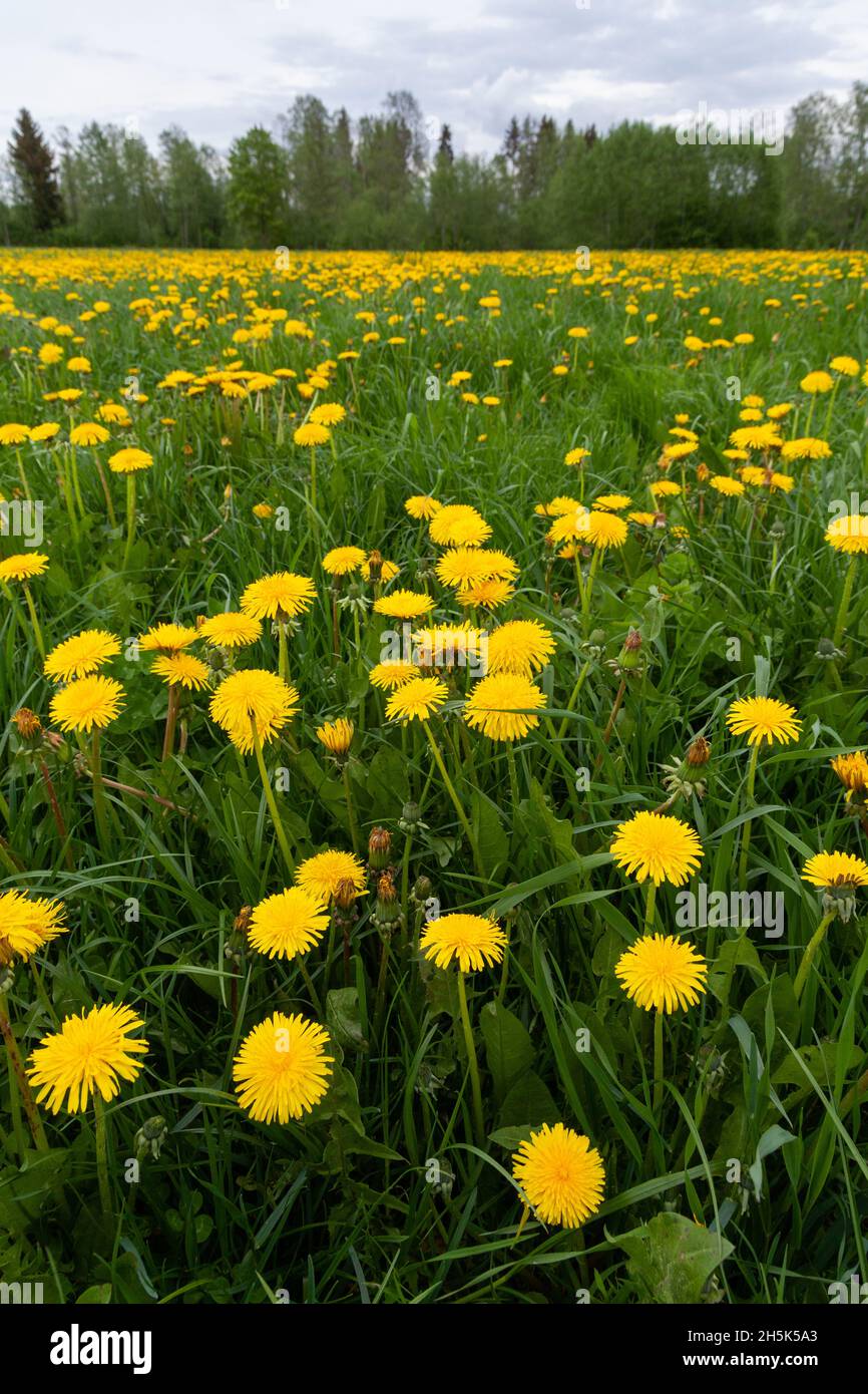 Prateria primaverile ricoperta di fiori di giallo brillante dente di leone comune, fiori di Taraxacum officinale. Girato in Estonia, Nord Europa. Foto Stock