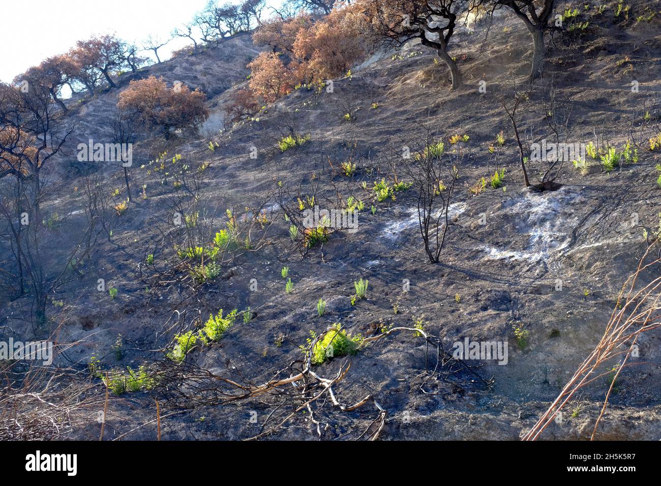Danni da incendio e rigenerazione di piante dopo 3 mesi nella regione di Algar del Parco Naturale di Sierras Subbeticas, Andalusia, Spagna Foto Stock