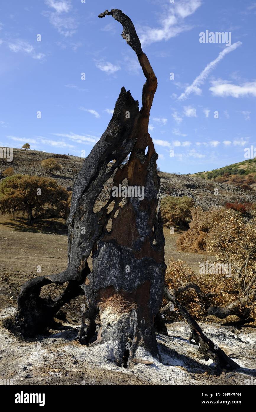 Resti di un'antica quercia di Holm distrutta in un incendio estivo. Algar, Parco Naturale di Sierras Subbeticas, Provincia di Cordoba, Andalusia, Spagna Foto Stock
