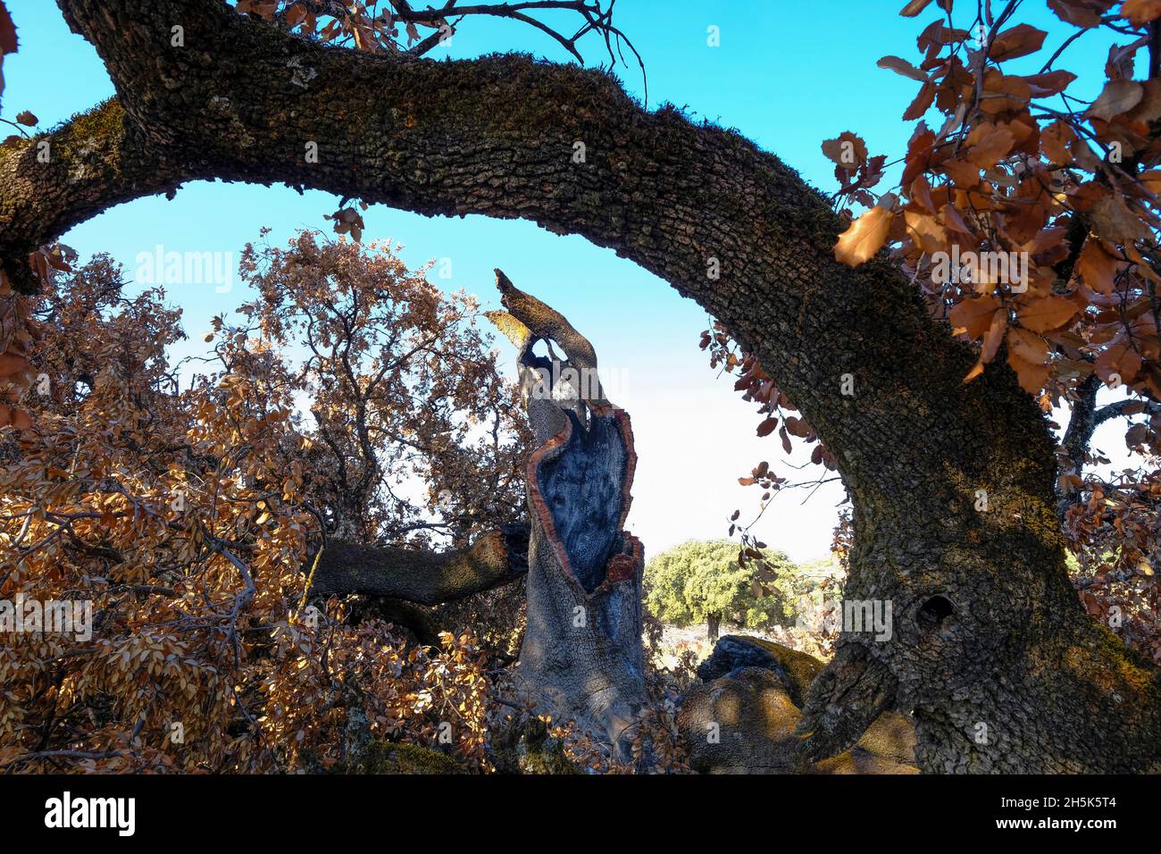 Resti di un'antica quercia di Holm distrutta in un incendio estivo. Algar, Parco Naturale di Sierras Subbeticas, Provincia di Cordoba, Andalusia, Spagna Foto Stock