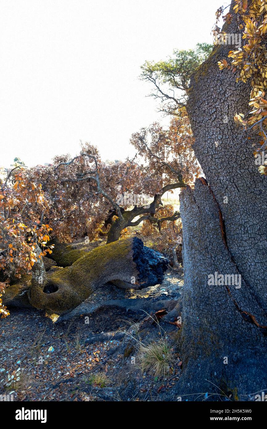 Resti di un'antica quercia di Holm distrutta in un incendio estivo. Algar, Parco Naturale di Sierras Subbeticas, Provincia di Cordoba, Andalusia, Spagna Foto Stock