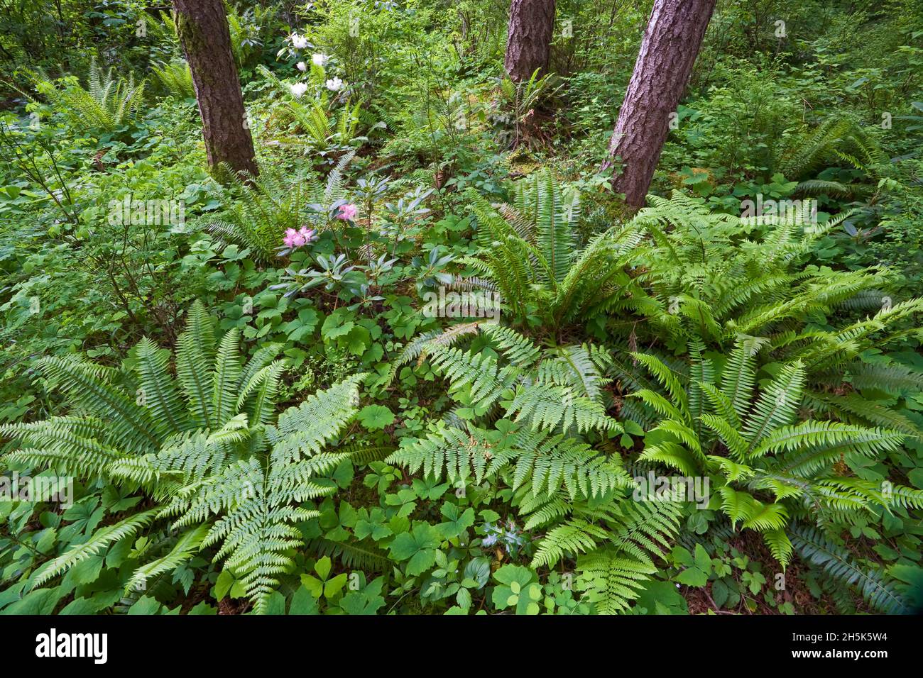 Giardini di bosco, Courtenay, British Columbia, Canada Foto Stock